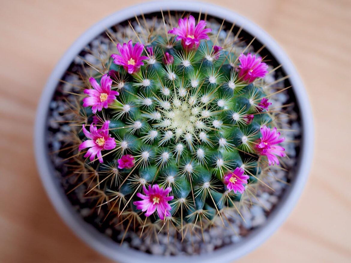 Cactus flowers Mammillaria [OC]