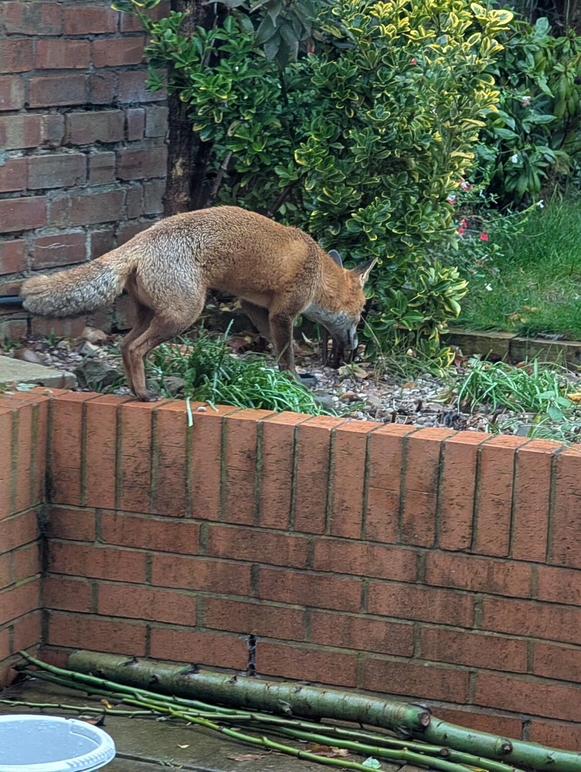 May have found the culprit of the lawn poo