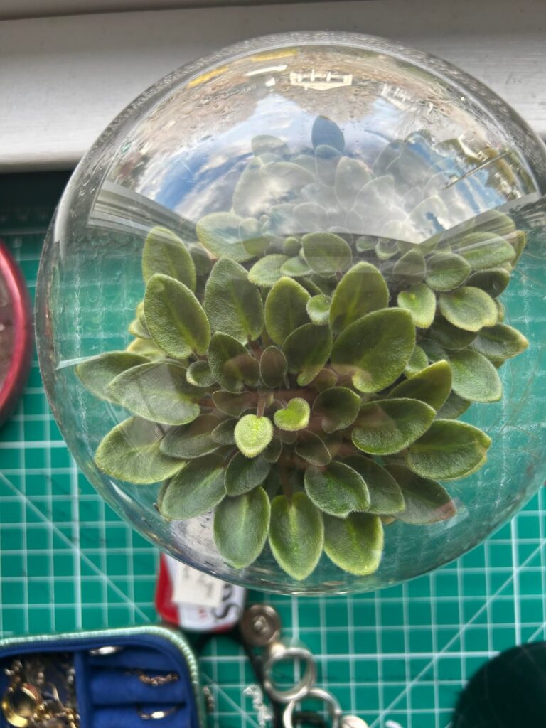 How do I know if a plant has outgrown its terrarium? How do I know if a plant has outgrown its terrarium?