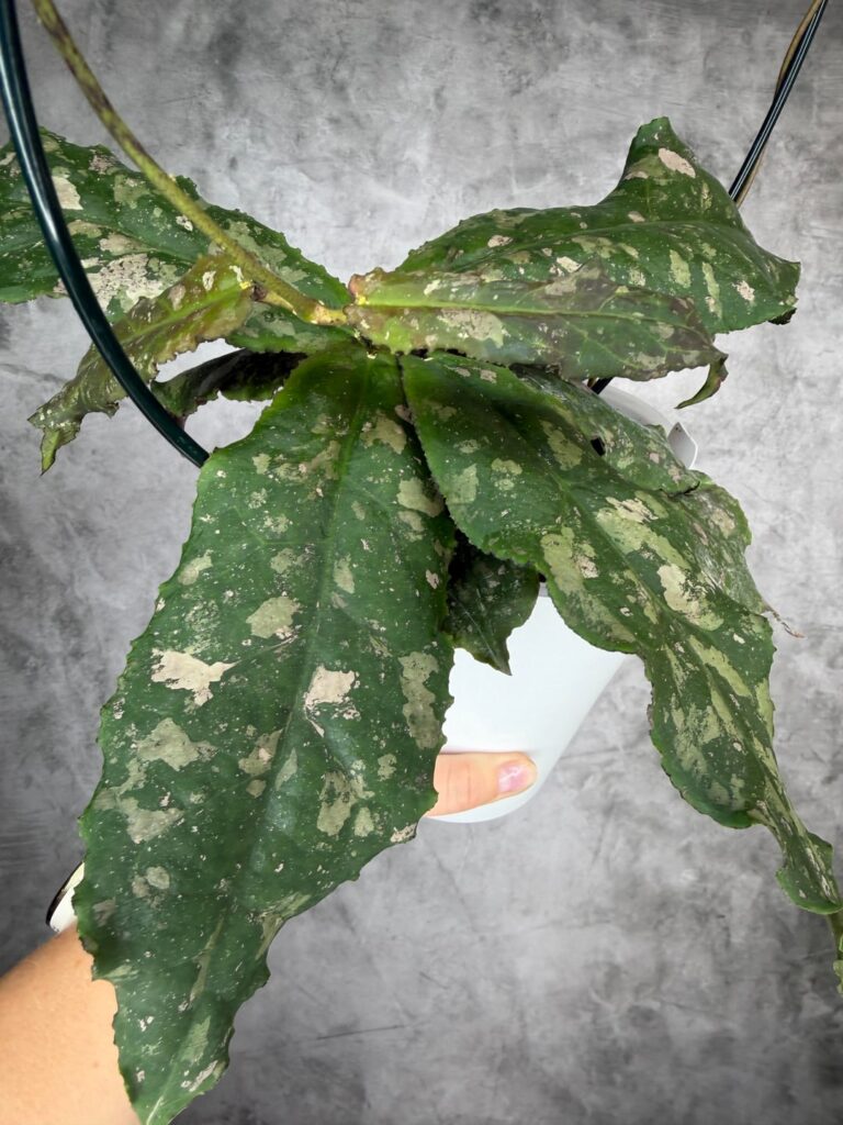 Hoya undulata
