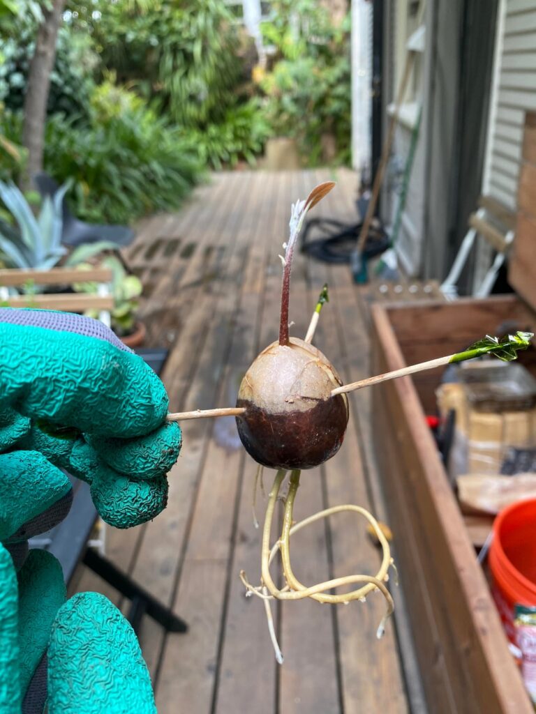 5-year progress update in Avocado plant