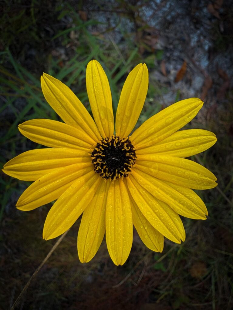 Narrow leaf sunflower and sandhill gaillardia Narrow leaf sunflower and sandhill gaillardia