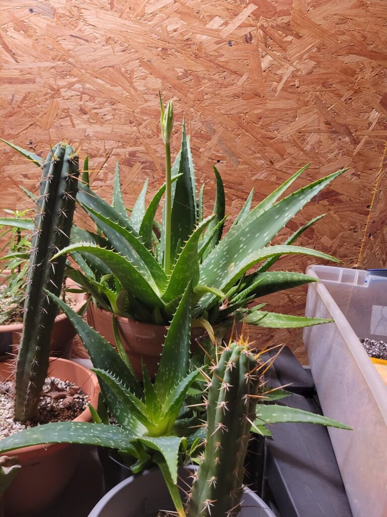 My dumb ho aloe decided to flower when I put it in hibernation.