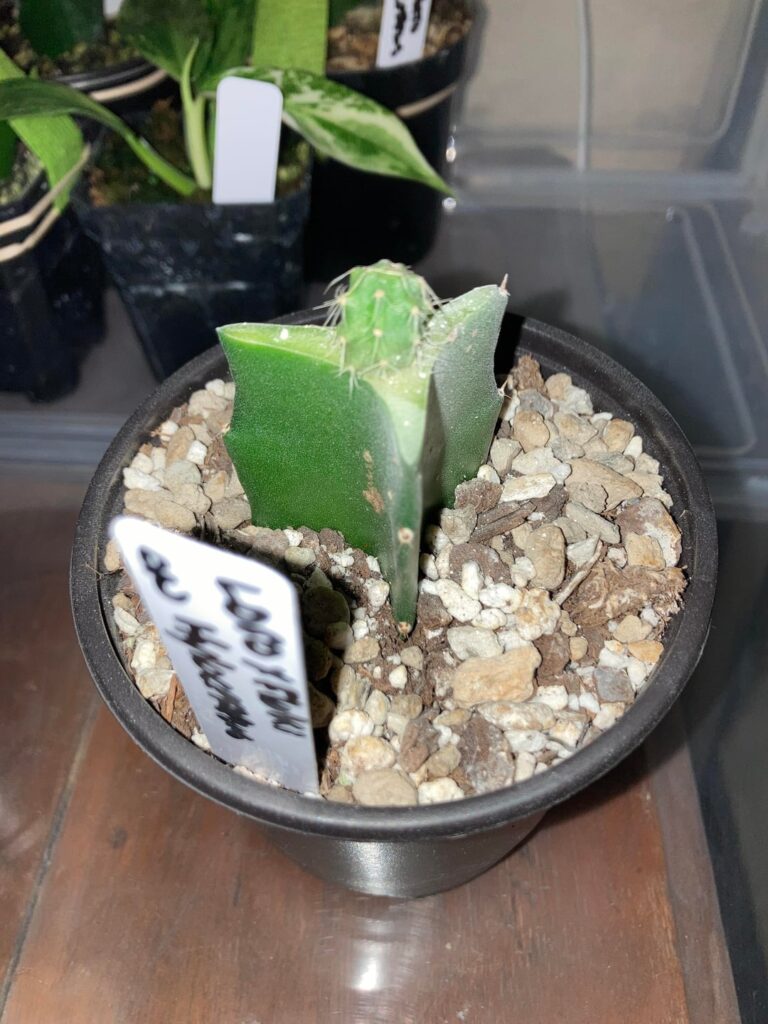 A few fresh unwraps on Hylocereus. All are seedlings that I’m growing from Honeybear Cacti.