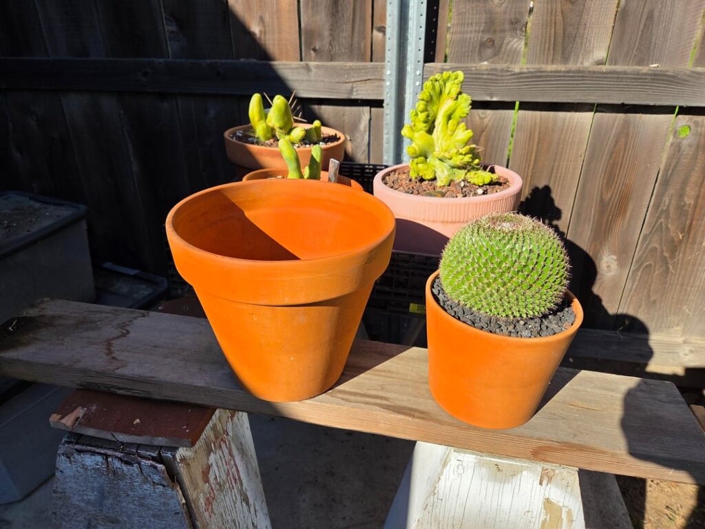 Repotted my Mammillaria and found...