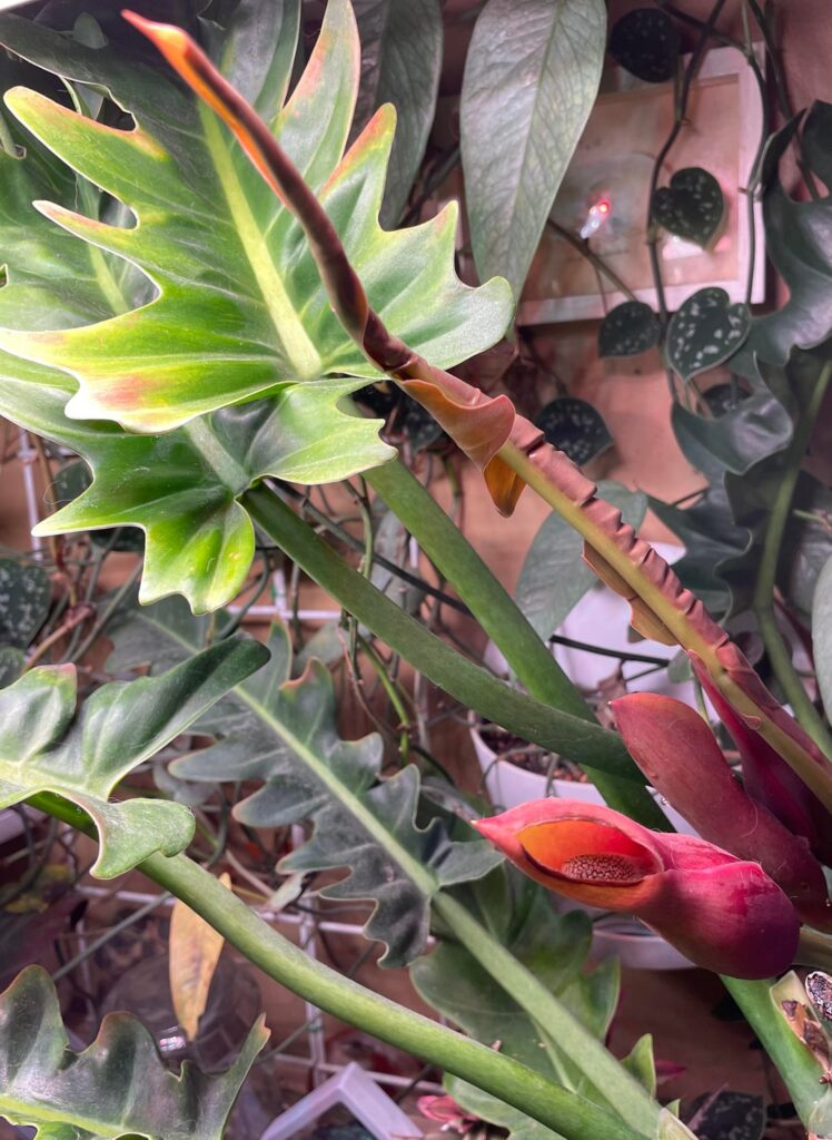 The unfurling leaves on my Jungle Boogie are so creepy and fleshy and I love it
