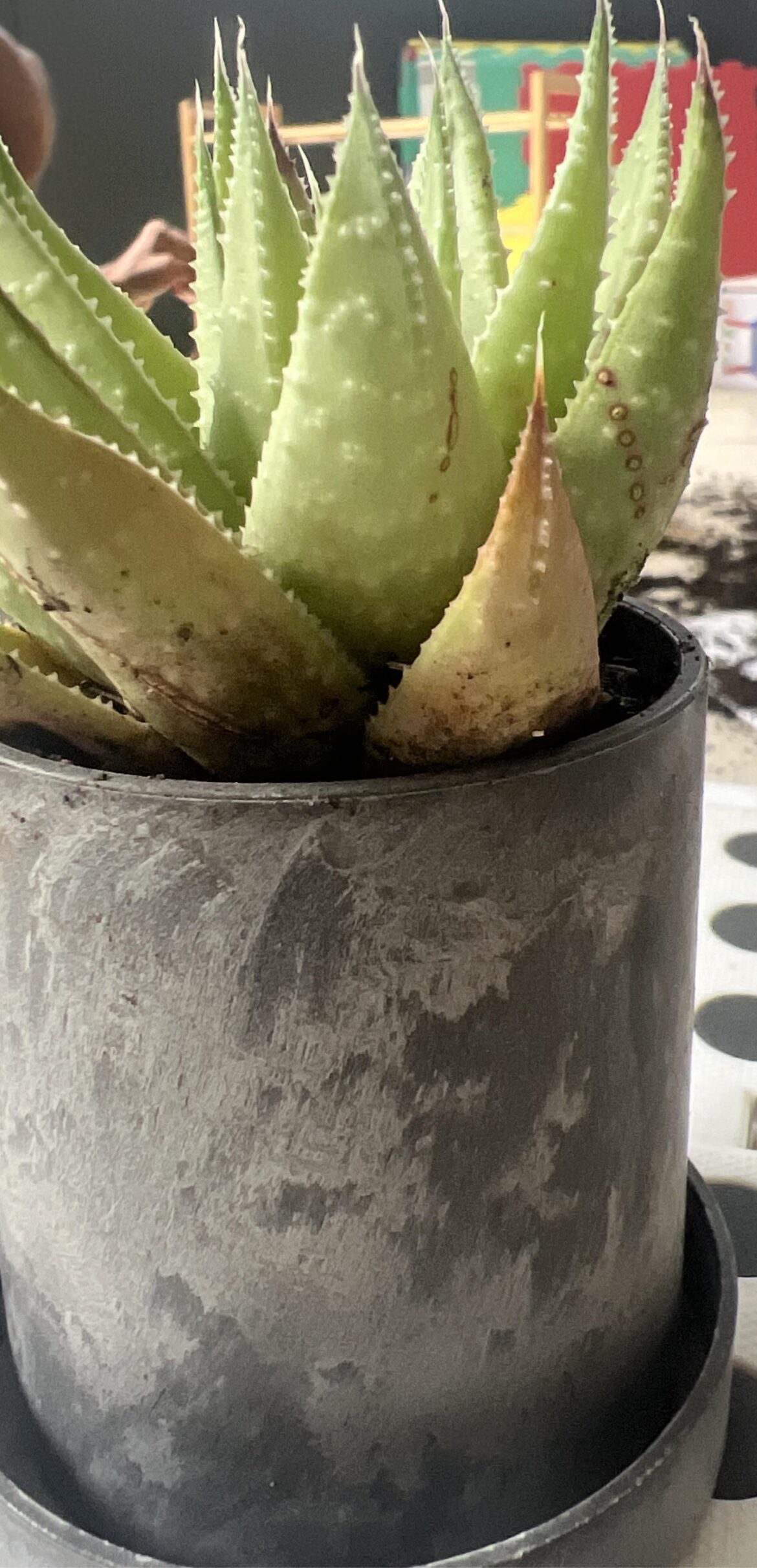 Should I get rid of the leaves with spots?