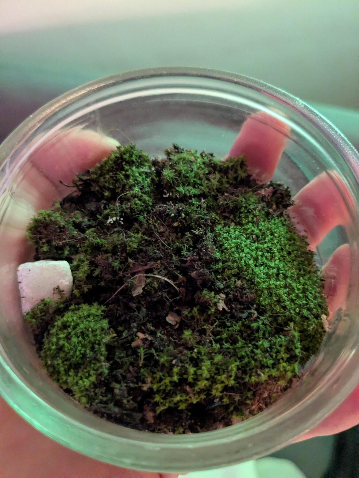 Picked up on my walk from home, might be going back to collecting after a long break Picked up on my walk from home, might be going back to collecting after a long break