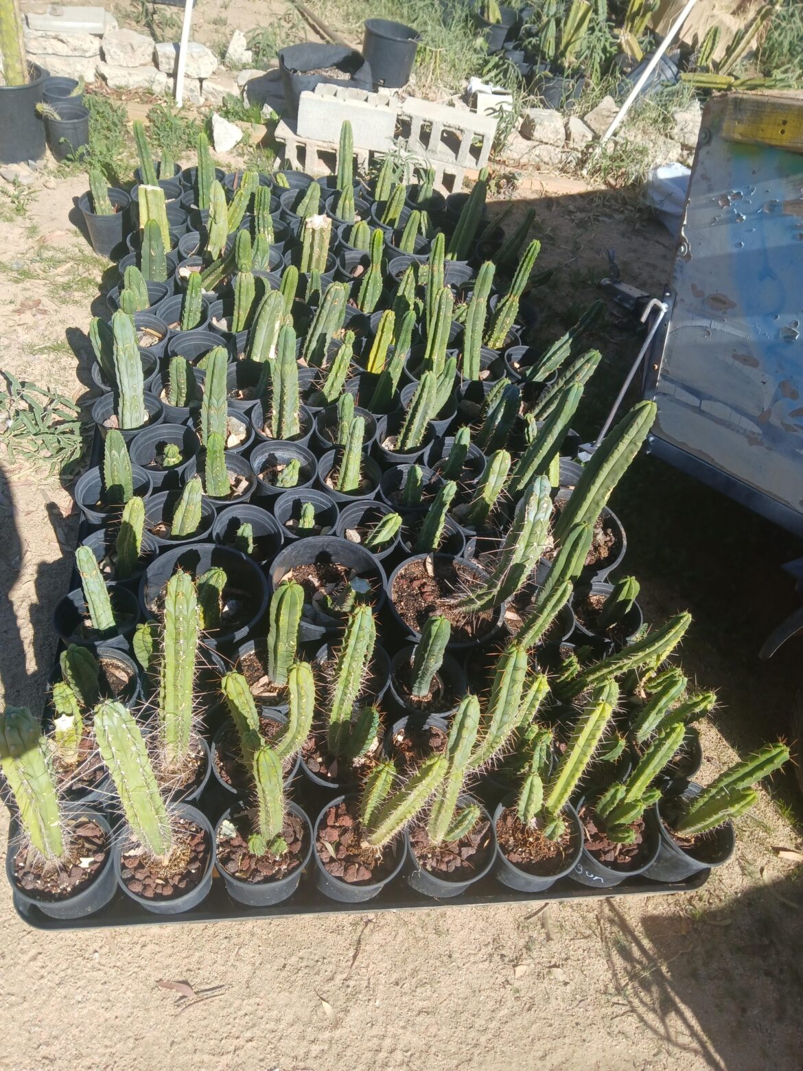 I have about 200 cactus to plant in ground. I have about 200 cactus to plant in ground.