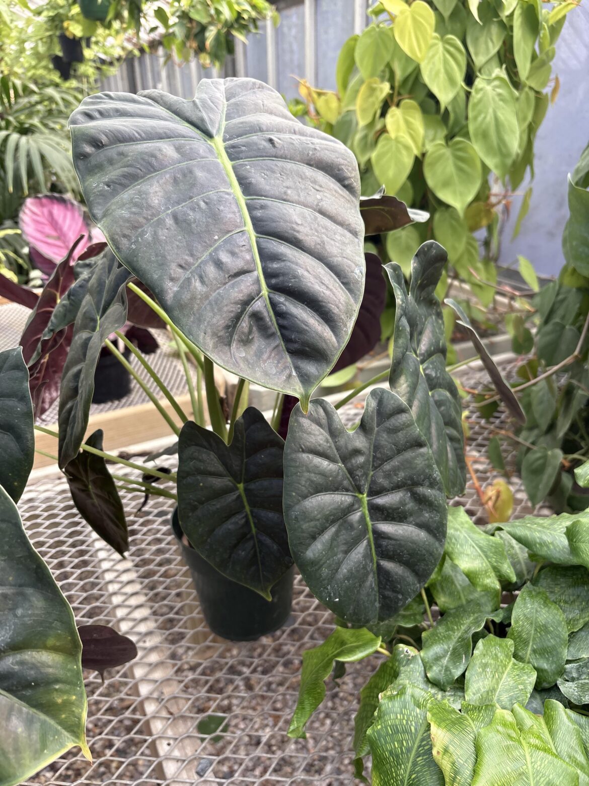 Bilbo 🌱 the last plant my dad bought for me before he passed away