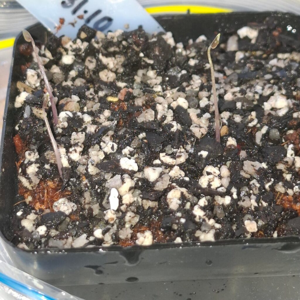 Update: my dioscorea elephantipes seeds have started sprouting