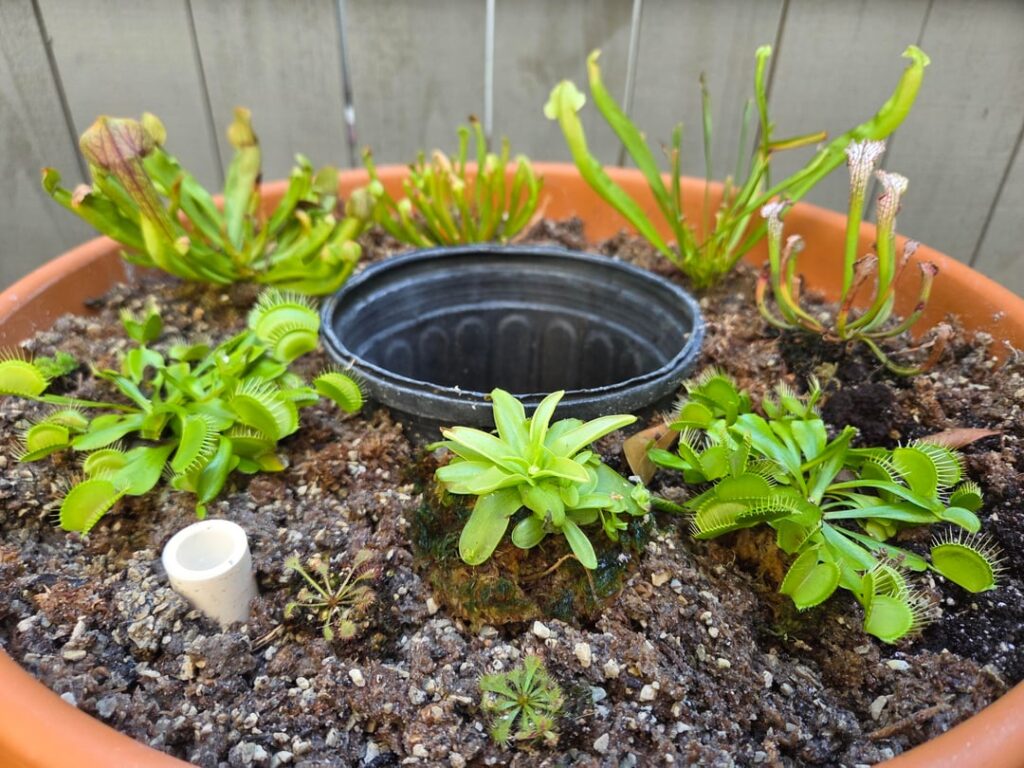 First carnivorous bog, about a week after planting. Pretty pleased overall, but any advice?