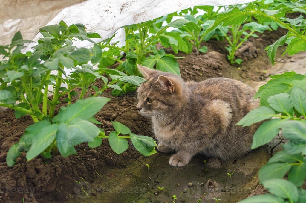 The harvest was bointiful this year