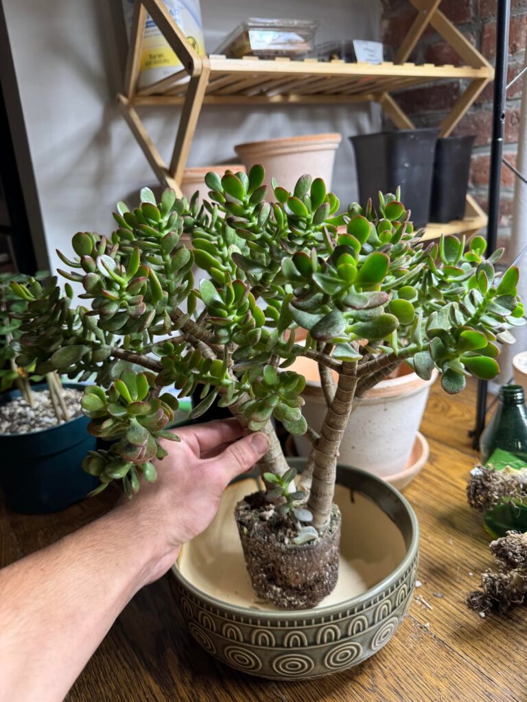 Jade help! Two months post purchase & proper repot: pics from initial purchase and now (with temps)