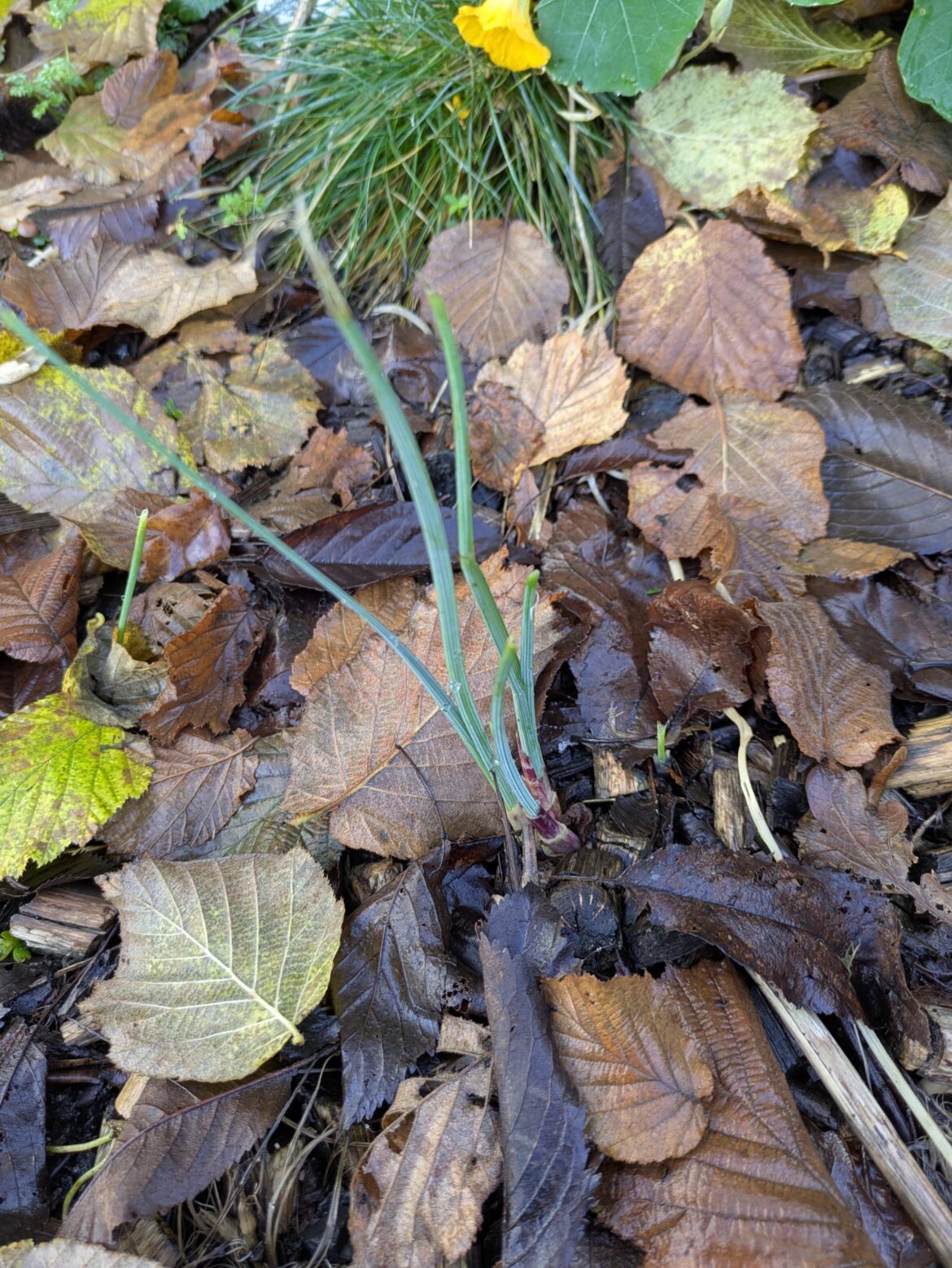 Does anyone else have bulbs coming up again?