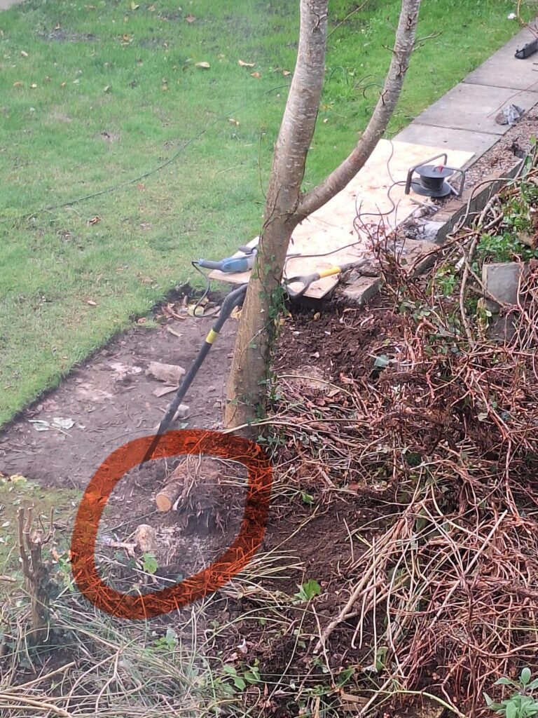 Will my tree be okay