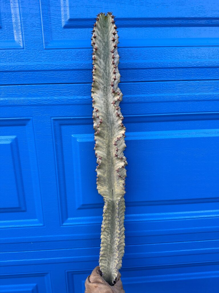 Finally made the cut Finally made the cut