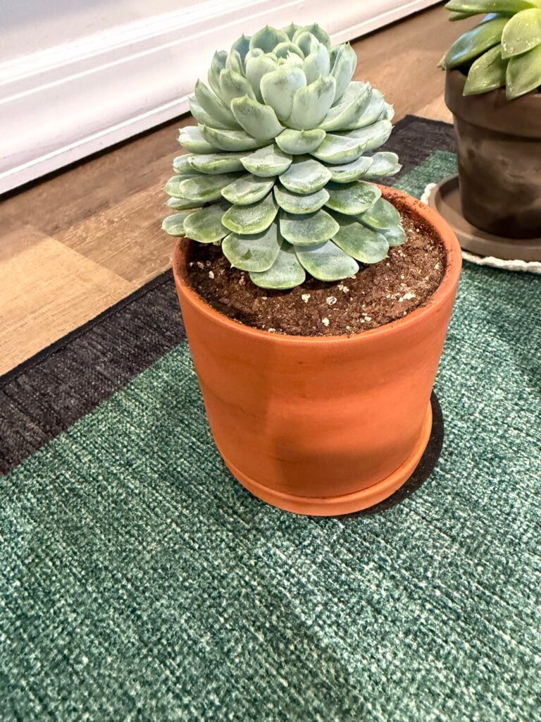 Is this etiolated or do these just grow looking like Xmas trees? (It was over-watered but that’s a different matter 😂)