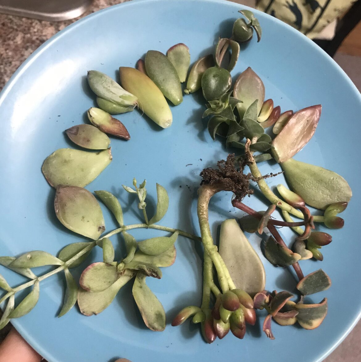 Home Depot floor finds