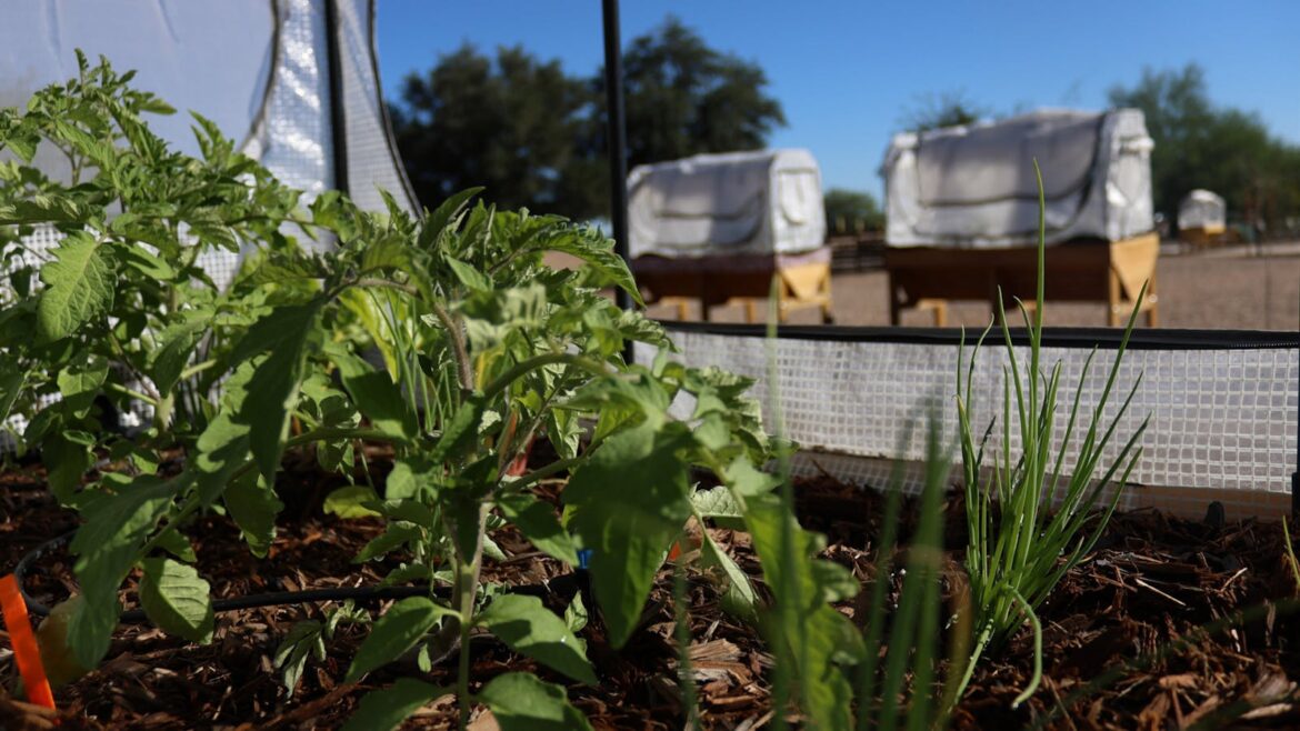 West Valley Gardens cultivates not only plants, but community too West Valley Gardens cultivates not only plants, but community too