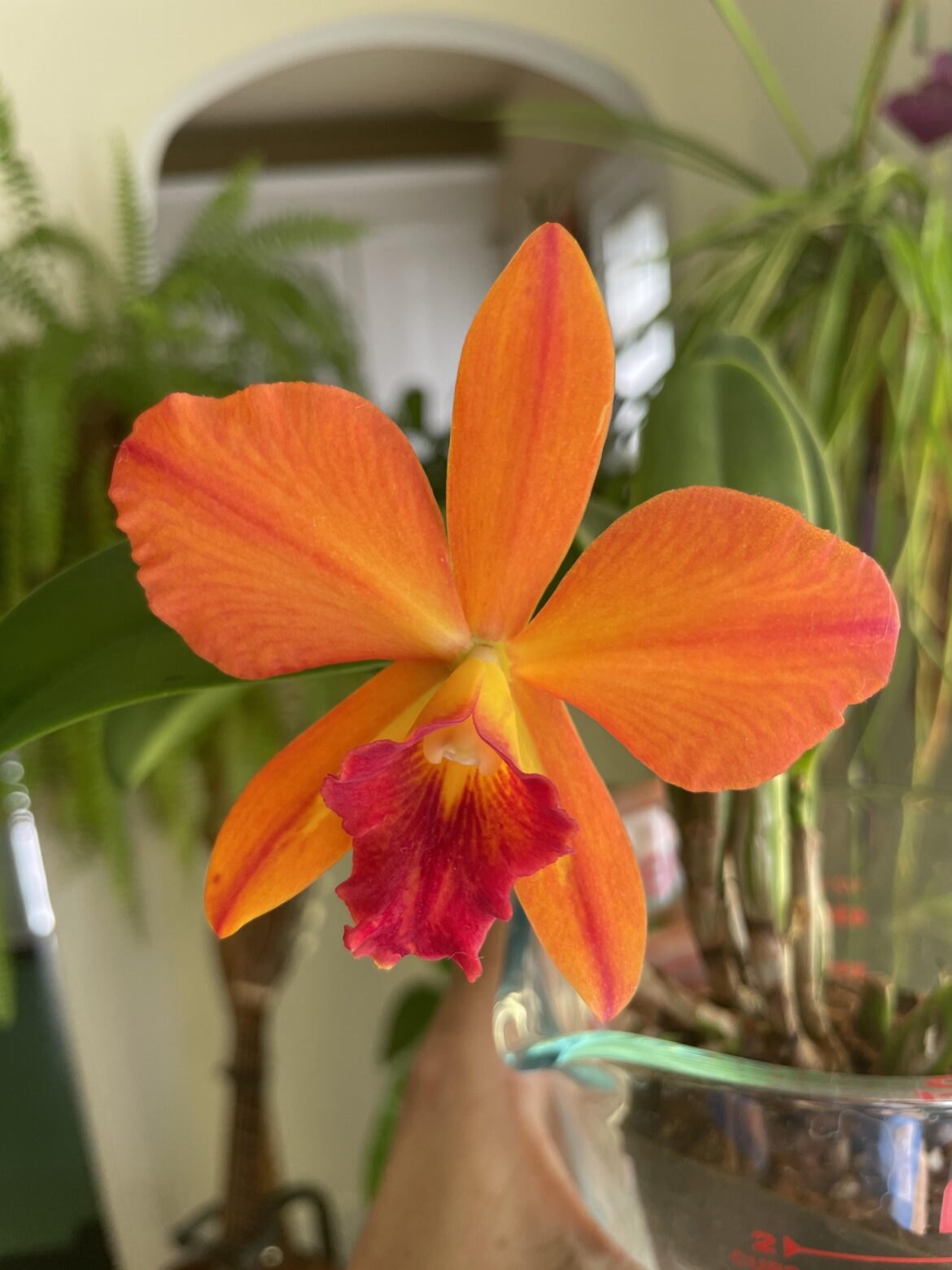 Second bloom on my cattelya!
