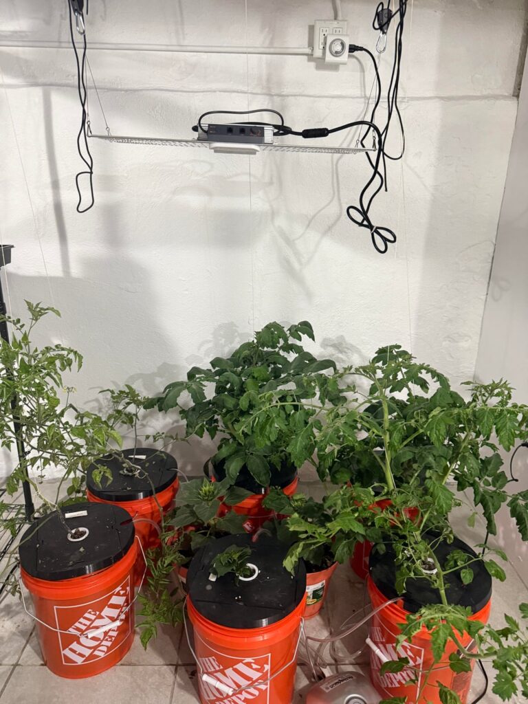 What’s wrong with my tomato?