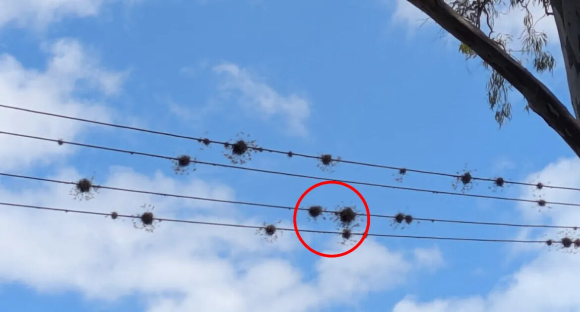 Gardener's vital message to Aussies after incredible discovery on powerlines