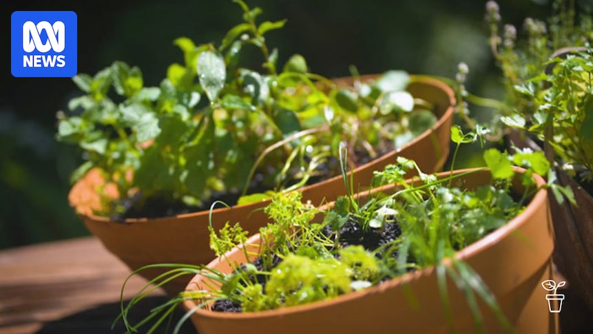 The minimal-effort herbs and edible plants that produce for years The minimal-effort herbs and edible plants that produce for years