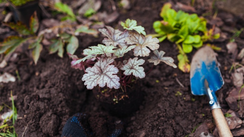 15 Perennials You Can Plant In November For A Luscious Spring Garden House Digest