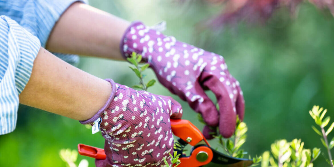 Bird feeders, potager tasks, and sustainable gifts