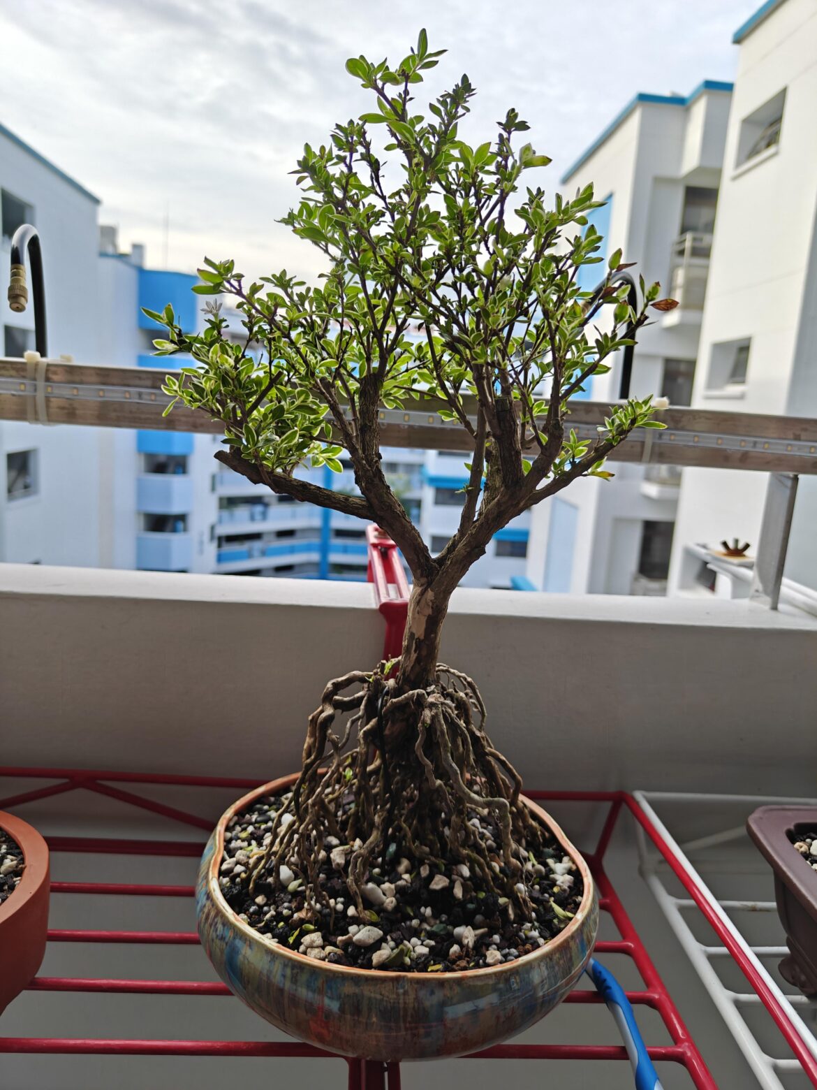 Neagari serissa