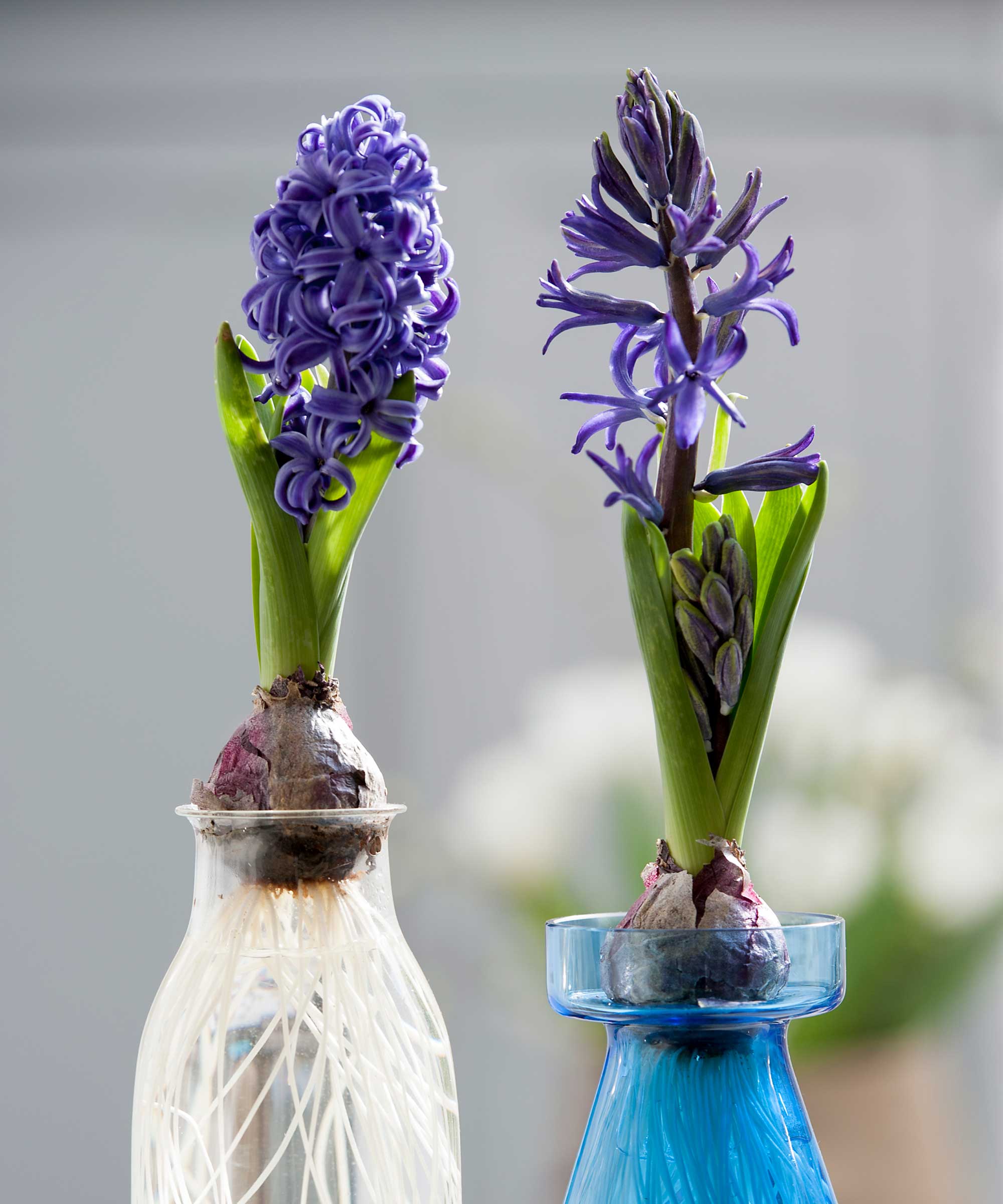 two blue hyacinths growing in bulb forcing vases