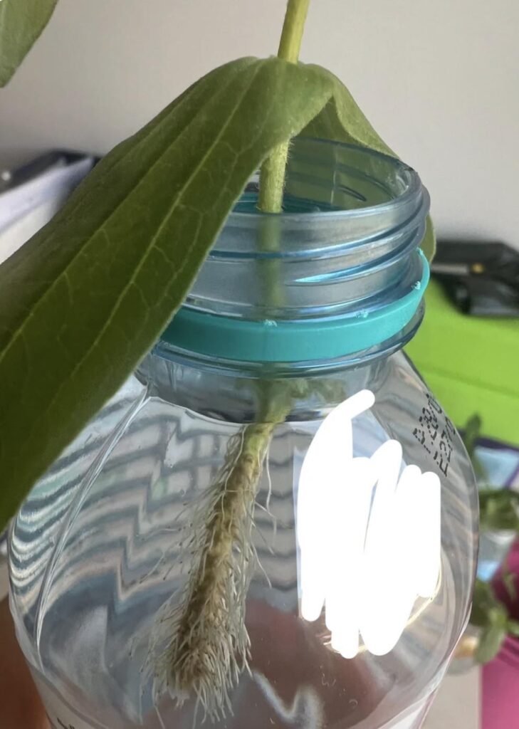 Can i wait for my zinnia cuttings to grow longer roots before planting?