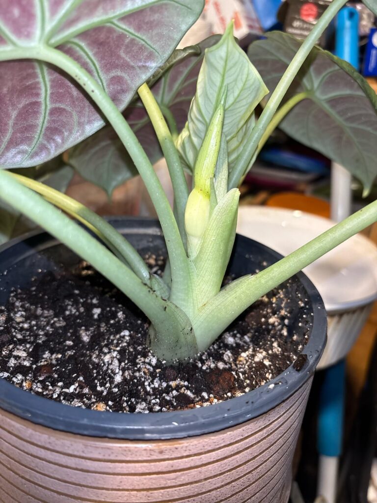 I KNEW IT WAS A FLOWER!!!!!!!! AHHHHHH