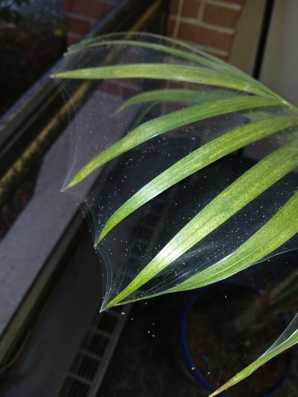 TIL About Spider Mites