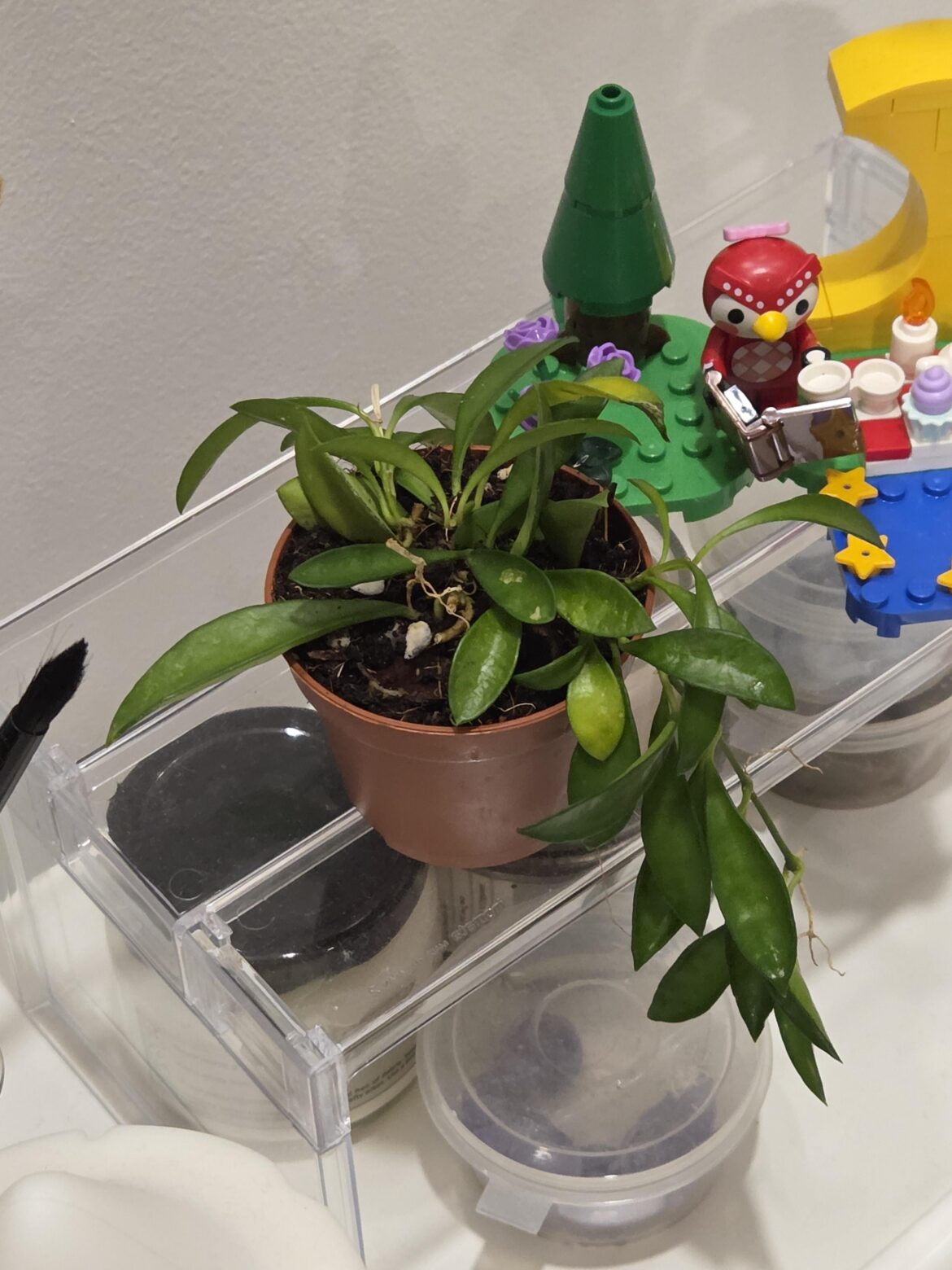 My first Hoya My first Hoya