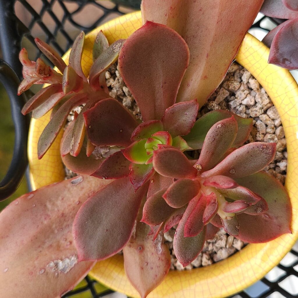 Echeveria sonianevadensis [Echeveria sonianevadensis A.Vázquez, Jimeno-Sevilla & I.García, 2019]