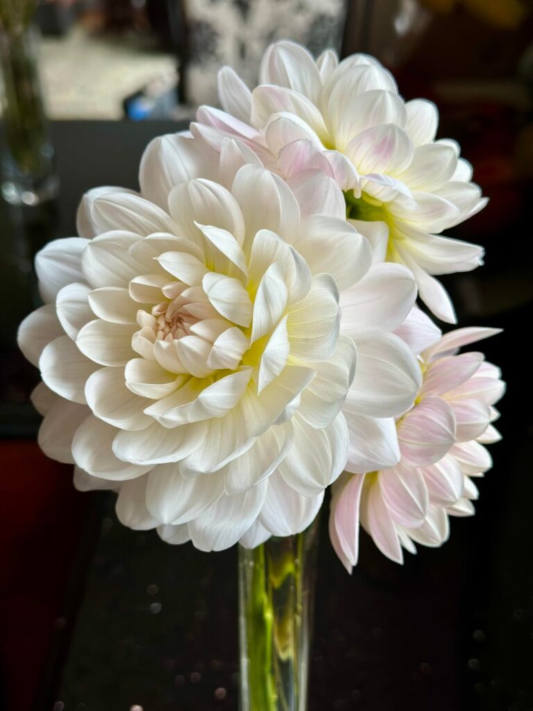 Kelgai Ann 🤍🤍🤍