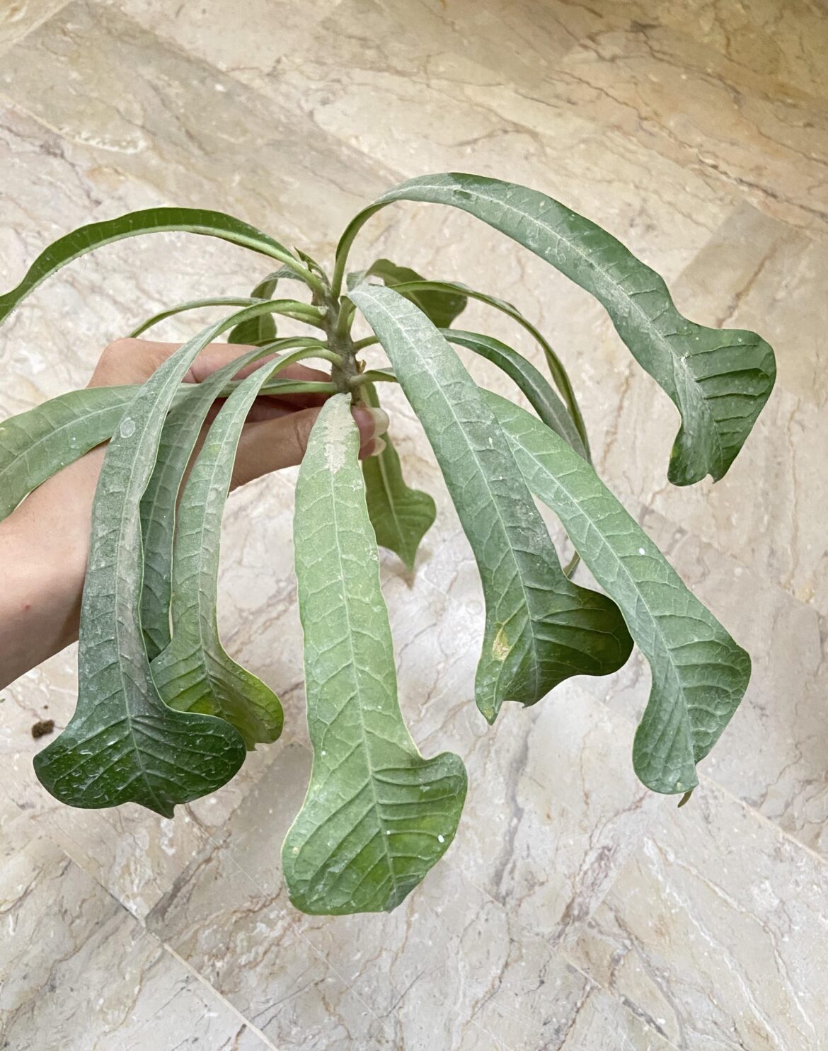 whats this plant