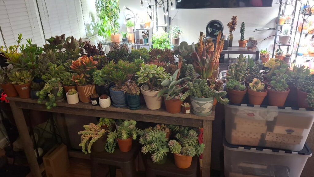 When you wait till the last minute to bring plants in and all of a sudden it starts snowing 😭