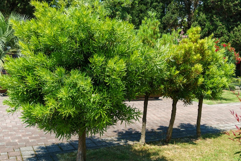 Green leaves of Podocarpus Macrophyllus, yew plum pine, Buddhist pine and fern pine in Sochi park