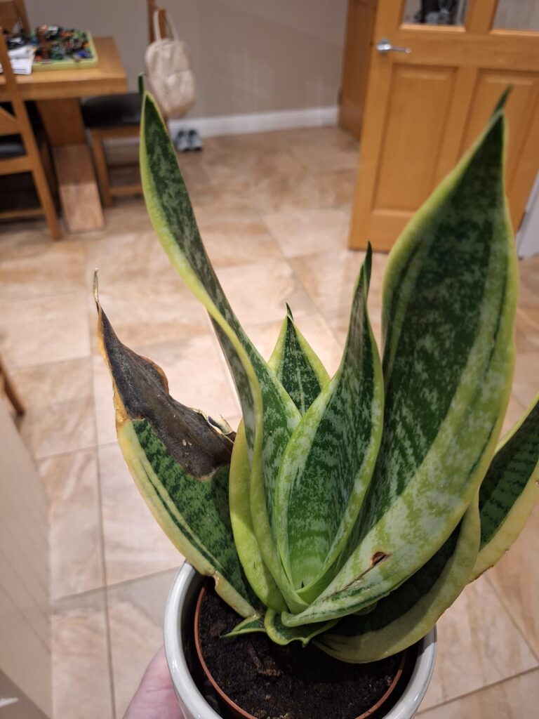 Is my plant dying?