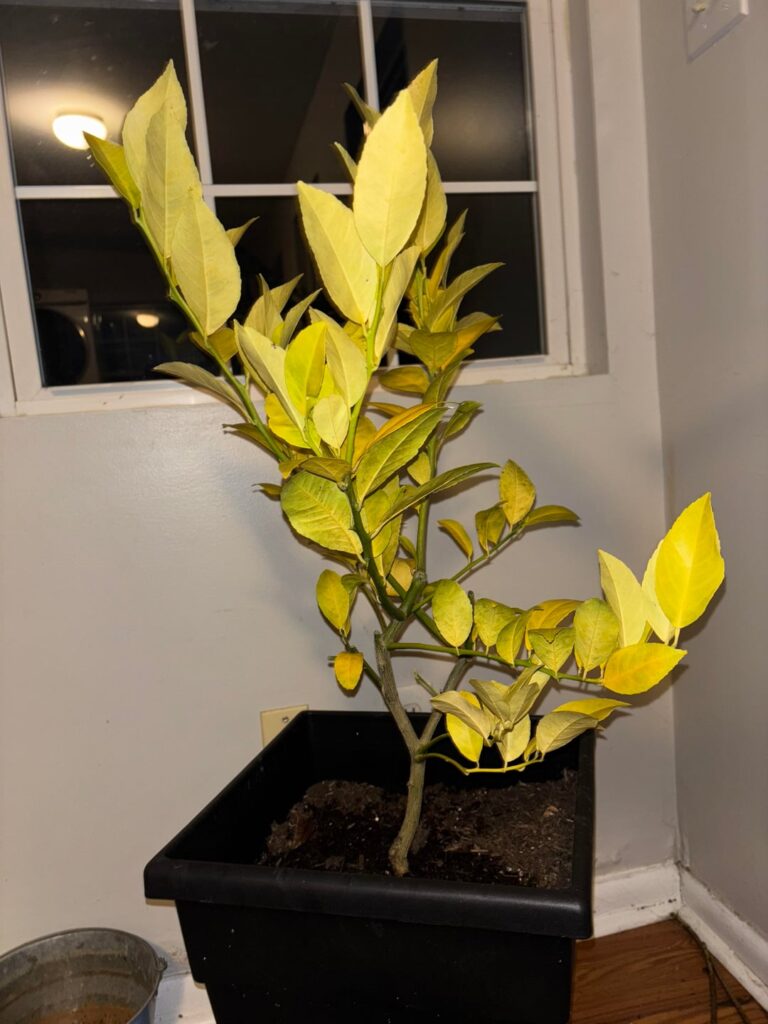 Meyer Lemon tree looks sad Meyer Lemon tree looks sad