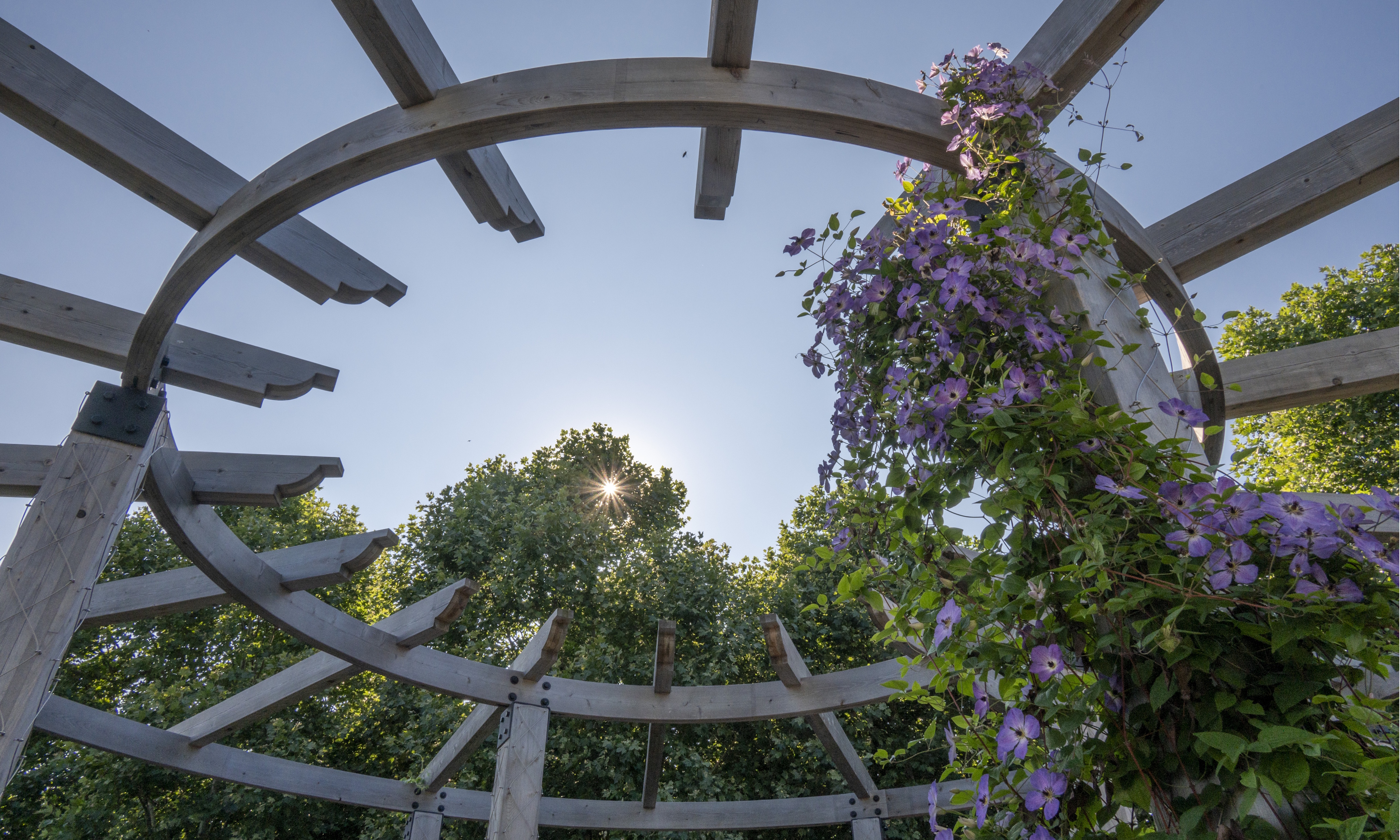 Clematis on pergola at Chicago Botanic Garden