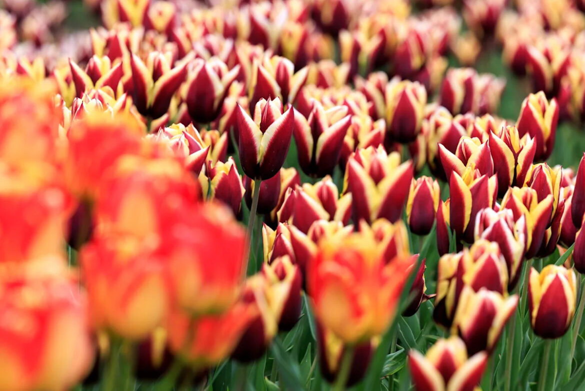 More than 100,000 tulip bulbs planted at gardens More than 100,000 tulip bulbs planted at gardens