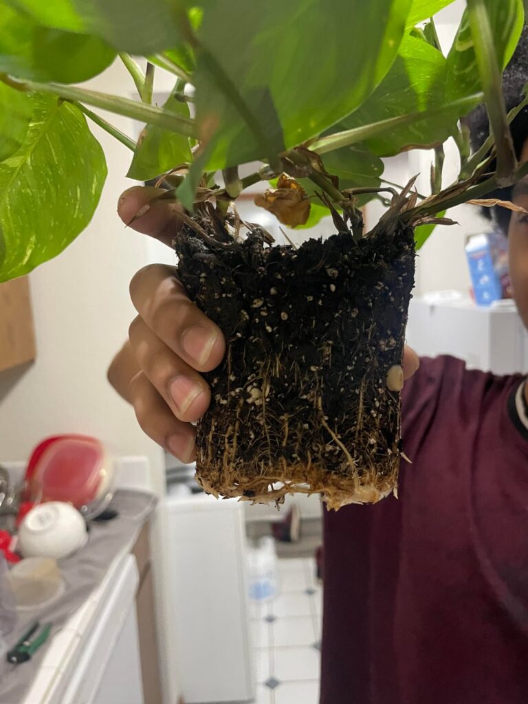 Should I repot? Should I repot?