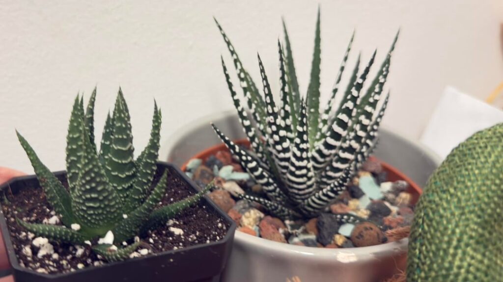 Are these the same plant ? Are these the same plant ?