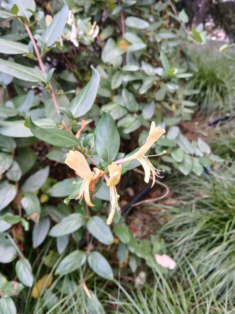 California What is this?