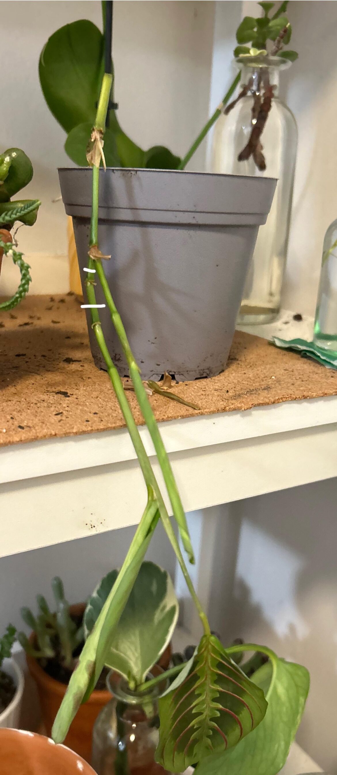can i prop this maranta