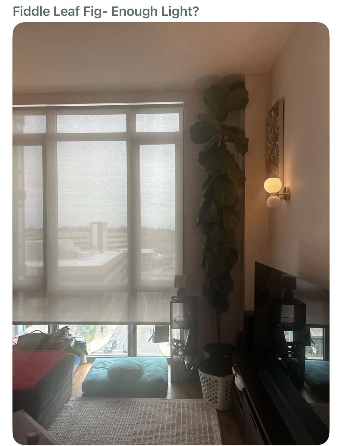 My fig was being naughty so I put it in the corner👹